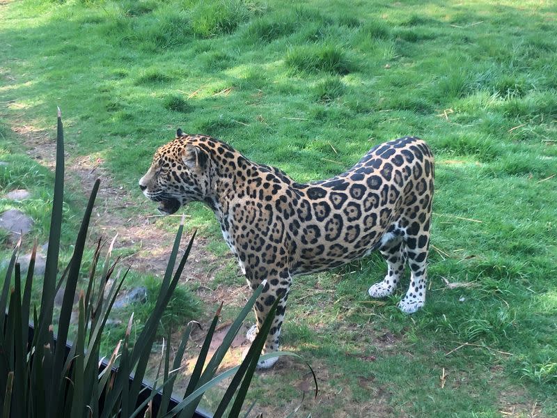 Un jaguar en el santuario de jaguares dentro del Parque de Conservación Reino Animal, en Oxtotipa