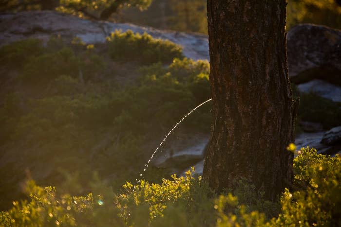 A tree with sunlight filtering through leaves and a thin stream of water arcing from the trunk, in a natural outdoor setting