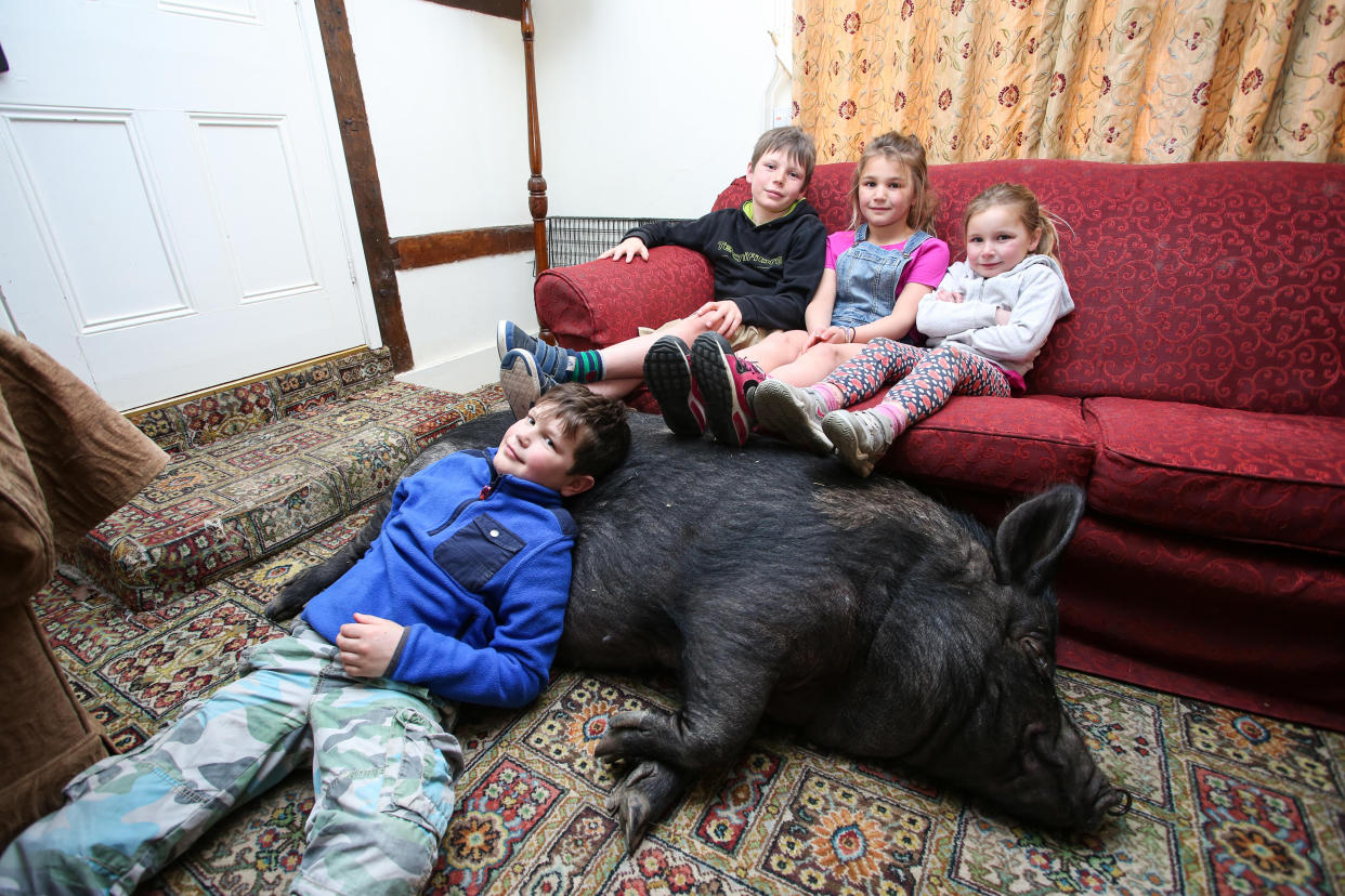 Pet pig Blossom doubles as a comfortable sofa (SWNS)