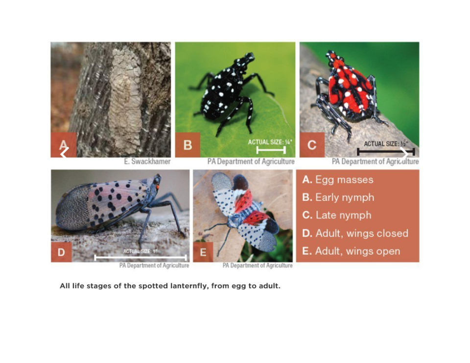 Spotted lanternflies hatch in the spring, grow from nymphs to adults through the summer and lay eggs in the fall. They lay their eggs on hard surfaces such as tree stumps or cars. The bugs protect their eggs with a mud-like coating.