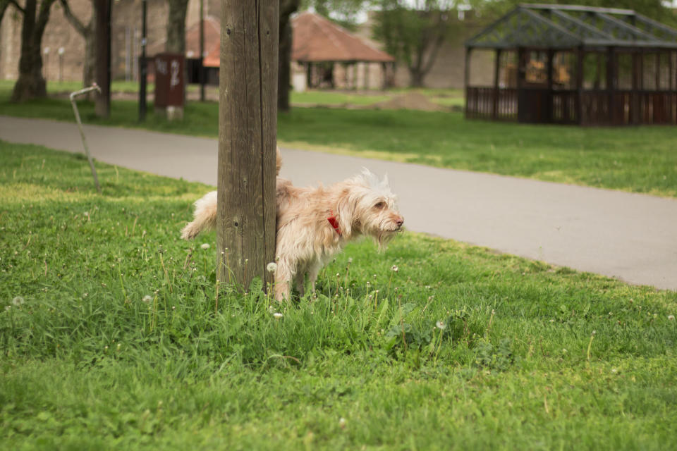 Little, long hair dog urinate on the pole in park, green grass all around