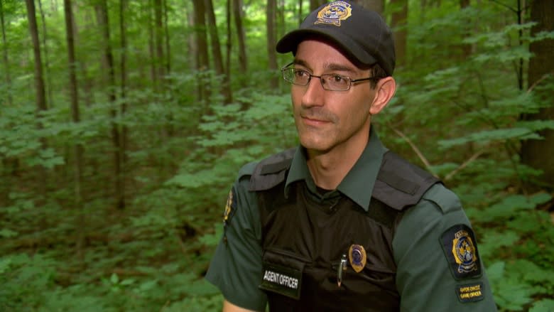 Canada's endangered wild ginseng under threat from poachers