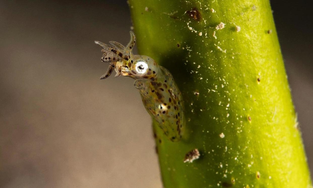 <span>Ryukyuan pygmy squid (<em>Idiosepius kijimuna</em>) attached to a blade of seagrass by a sticky patch on its back, hence its nickname of ‘sucker-bum squid’.</span><span>Photograph: Brandon Ryan Hannan</span>