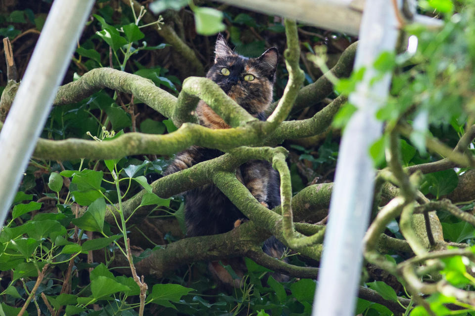 The cat was spotted up the tree on Saturday. (SWNS)