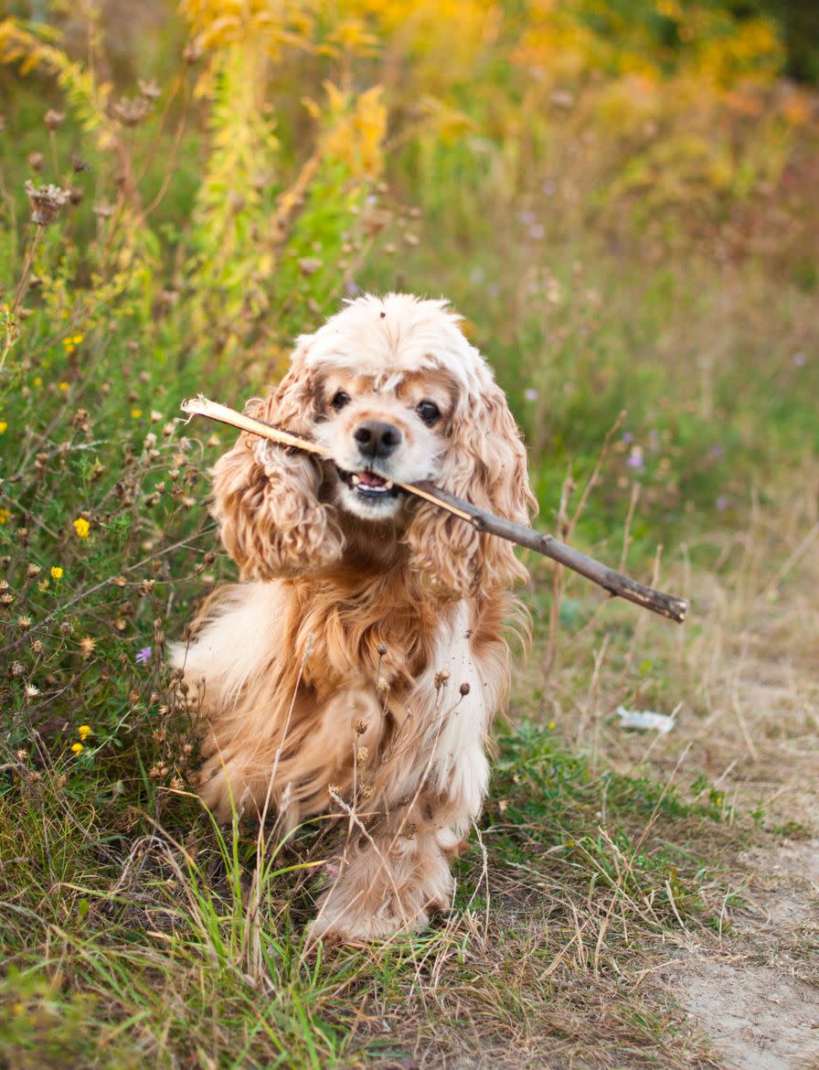 unique food names for dogs