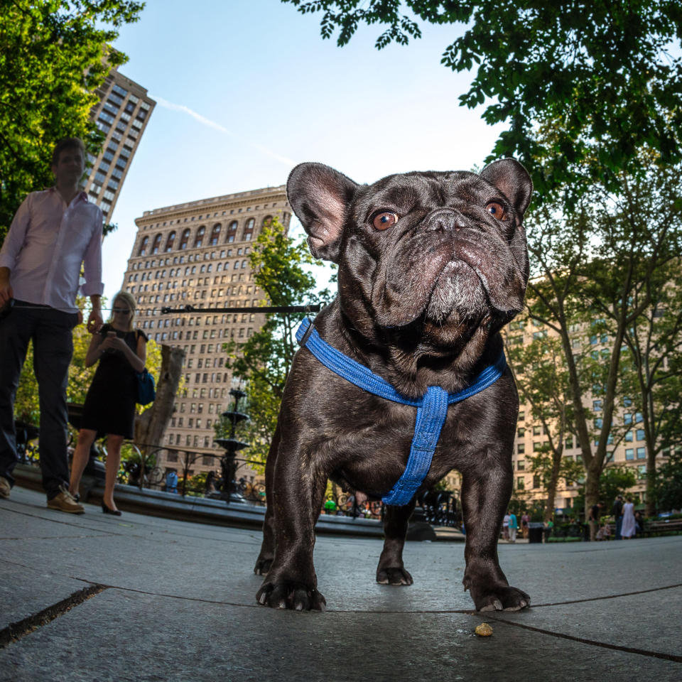 <p>Violet does her best Donald Trump impersonation in Madison Square Park, across from the triangular Flatiron building. (Photo: Mark McQueen/Caters News) </p>