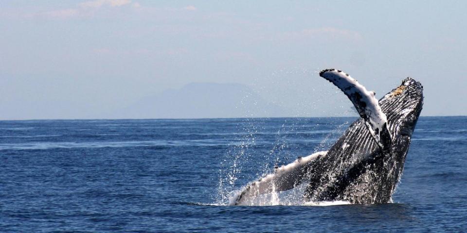 Las ballenas jorobadas son las más acrobáticas. Utilizan sus poderosas colas para impulsarse y saltar completamente fuera del agua. (Foto: Oscar Guzón)