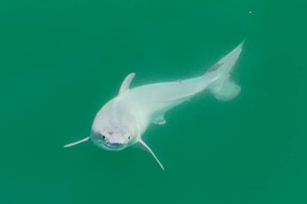 États-Unis: un grand requin blanc nouveau-né probablement photographié pour  la première fois