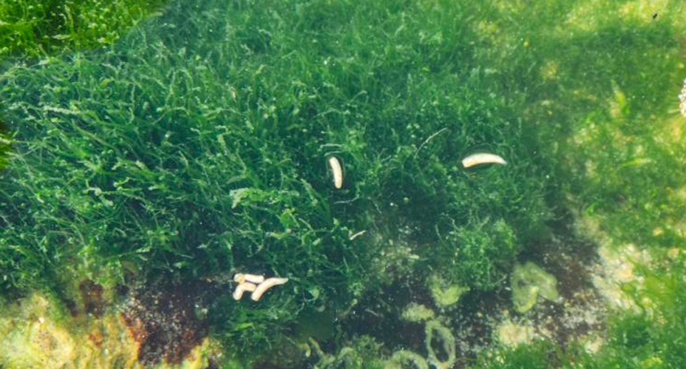 Sea maggots spotted in seaweed at Coogee. 