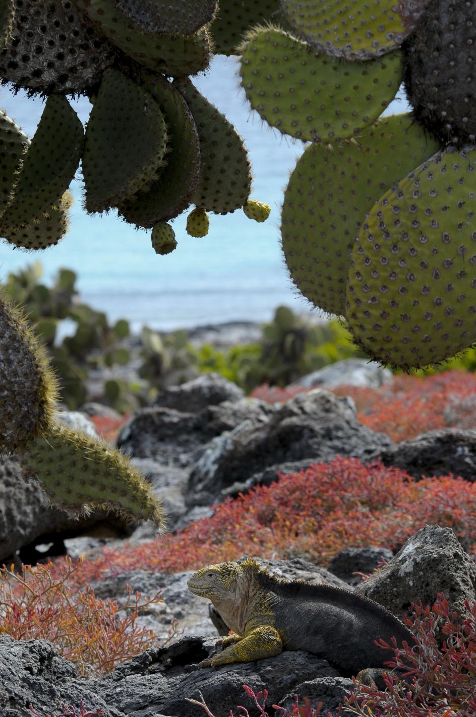 Hike, Bike, and Kayak in the Galapagos