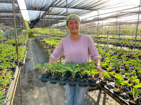 青農女力向前行！三芝女青農陳韻如從農真「莓」好