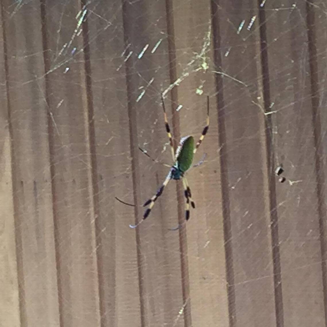 The Golden Silk Orbweaver spider has invaded Congaree National Park from coastal South Carolina in the past eight years. Sammy Fretwell/The State