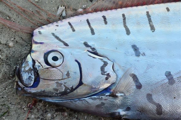 Extremely rare fish washes up on marsh in New Zealand