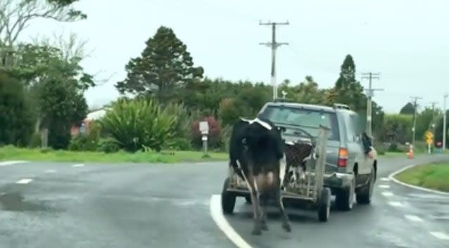 The car as its hazard lights on as the cow runs behind. Photo: Facebook/ Safe