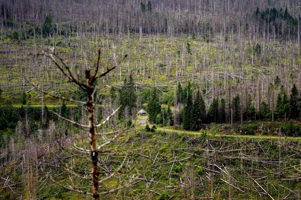 Dead trees stand in Lower-Saxony state forests at the Harz mountains near Clausthal-Zellerfeld, Germany, Friday, July 28, 2023. The tiny insects have been causing outsized devastation to the forests in recent years, with officials grappling to get the pests under control before the spruce population is entirely decimated. (AP Photo/Matthias Schrader)