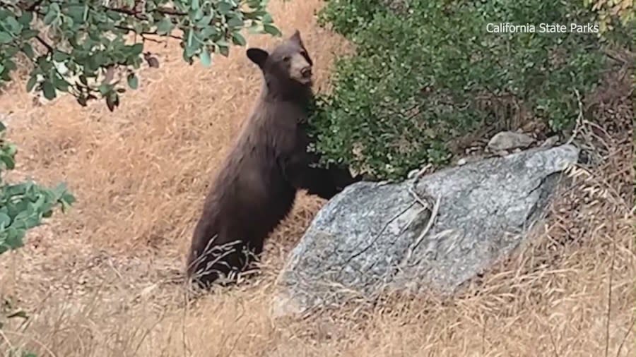 Young bear spotted roaming around Southern California campground. (California State Parks)