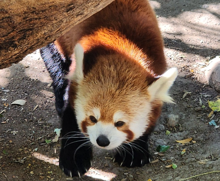 Pueblo Zoo announces passing of red panda, Scout