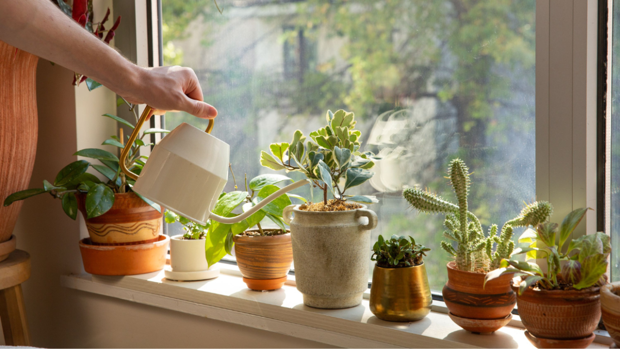  man watering houseplants 