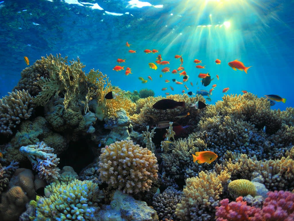 Coral reefs cover only one per cent of the earth’s surface but are critical ecosystems for biodiversity (Getty Images/iStockphoto)