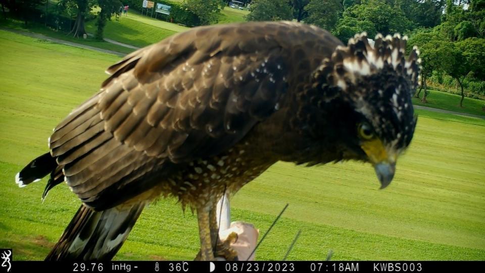 猛禽棲架已有14科23種鳥類來此休息過。   圖：高雄市野鳥學會/提供