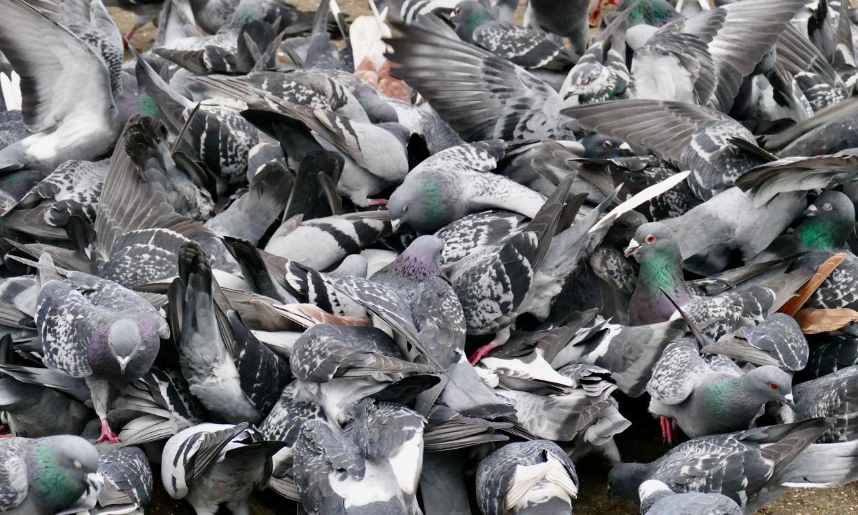 <span>Feral pigeons fighting for food in Reading. Pigeons could easily be fed a grain containing a contraceptive every morning, a vet says. </span><span>Photograph: Geoffrey Swaine/Rex/Shutterstock</span>