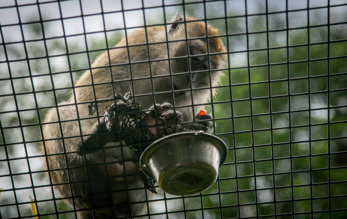 A crab-eating macaque takes treats from a small dish, sitting atop a caged trail where visitors walk underneath at Monkey Jungle. The attraction has more than a half-dozen primate species.