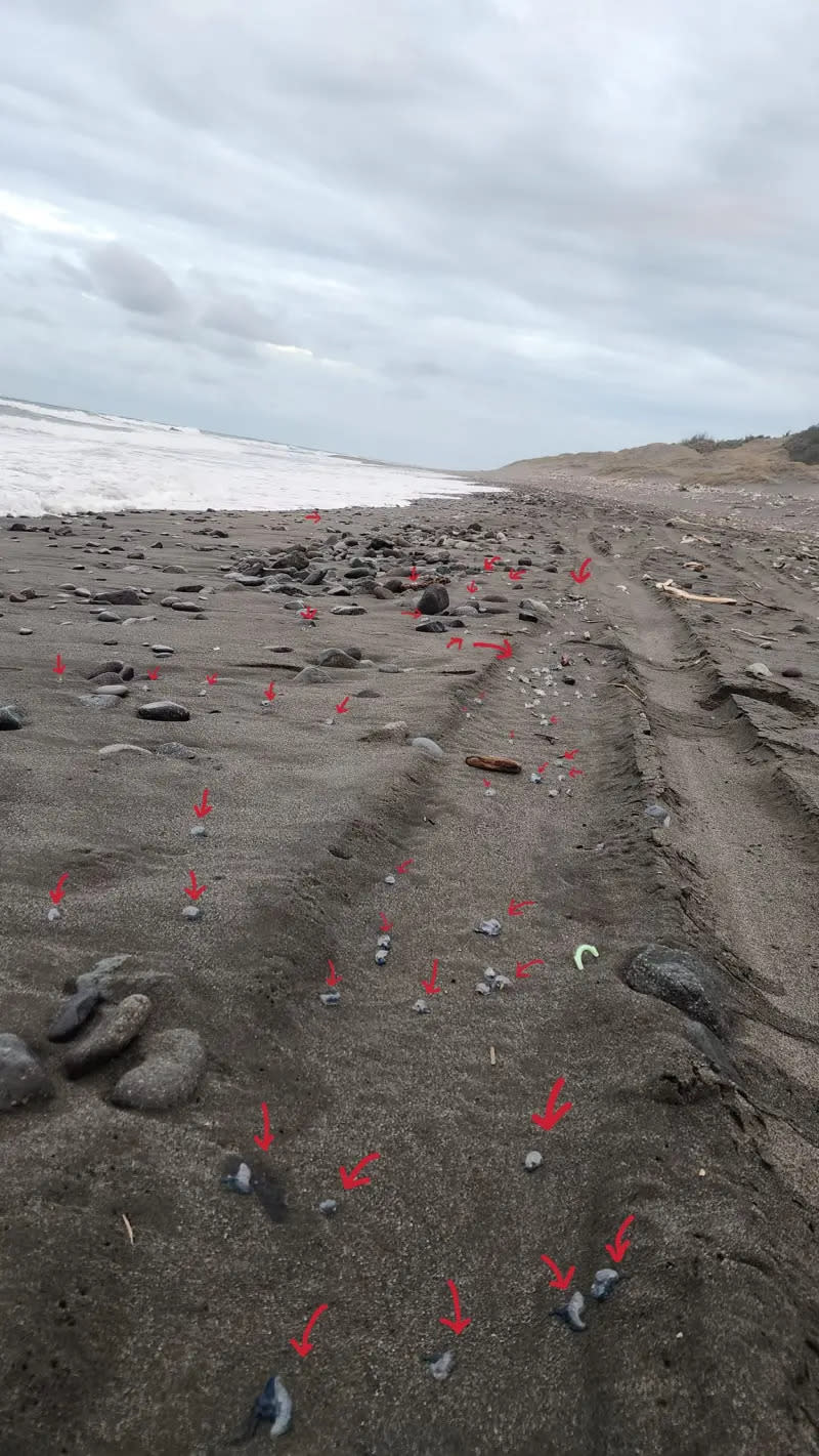 ▲七里溪出海口的沙灘上，竟充斥大量僧帽水母遺骸。（圖／取自《爆廢1公社》）