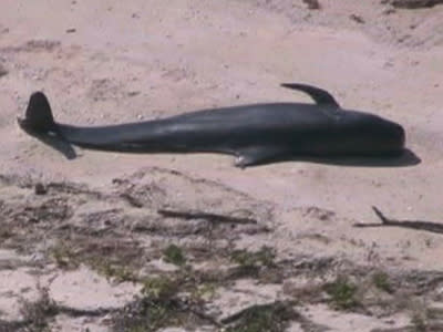 Raw: Whales Stranded in Everglades Nat'l Park