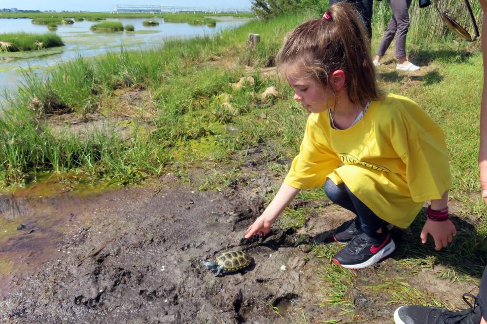 A New Jersey kindergartner releases a turtle into the wild after it was raised from an egg when its mother was struck and killed by a car. <a href="https://newsroom.ap.org/detail/RescuedBabyTurtles/6d184514f9314378af6e4dc582371948/photo" rel="nofollow noopener" target="_blank" data-ylk="slk:AP Photo/Wayne Parry;elm:context_link;itc:0;sec:content-canvas" class="link ">AP Photo/Wayne Parry</a>