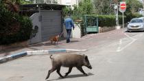 Jabalíes en Haifa, Israel.