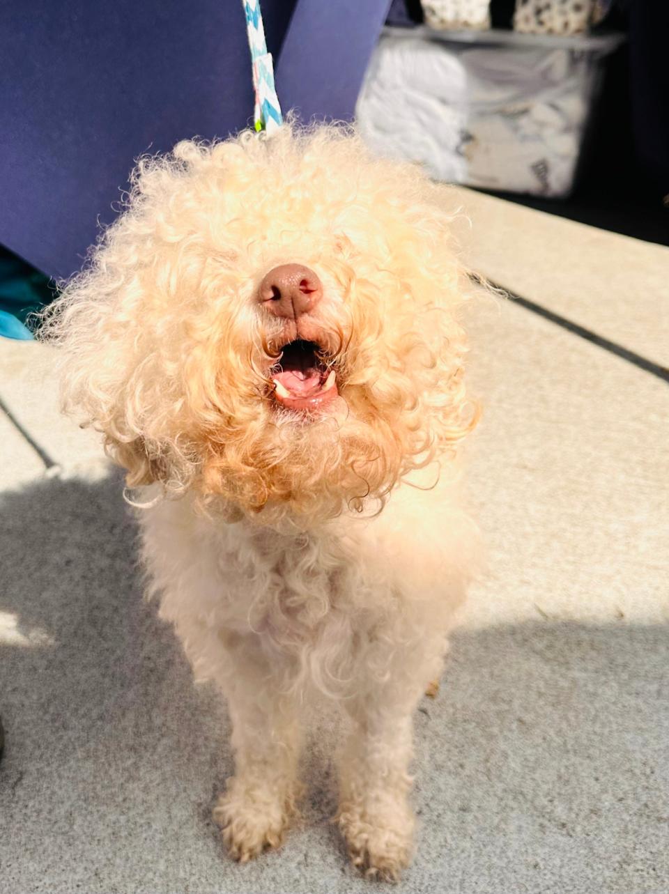 Little Charlotte is a senior dog. She and others like her benefit from the “Mother Puppin’ Birthday Pawty” fundraiser for Knox Vintage Pet Project at Merchants of Beer, presented by the Royal Bark Social Club on Sunday, Oct. 8, 2023