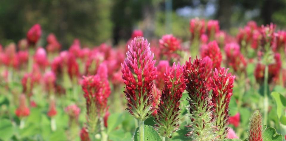 Crimson clover [Trifolium incarnatum] growing in the Community Garden at VSU's Randolph Farm in Ettrick, Va.