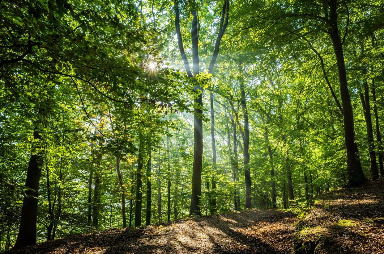 The Forest of Dean in Gloucestershire. The area of the UK given over to forests is well below the target (Getty Images/iStockphoto)