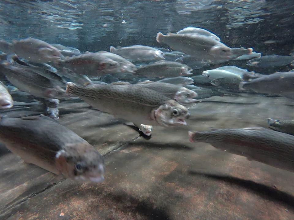 Los eventos de mortalidad masiva en piscifactorías de salmón son cada vez más frecuentes y afectan a una mayor cantidad de peces según un estudio en Scientific Reports