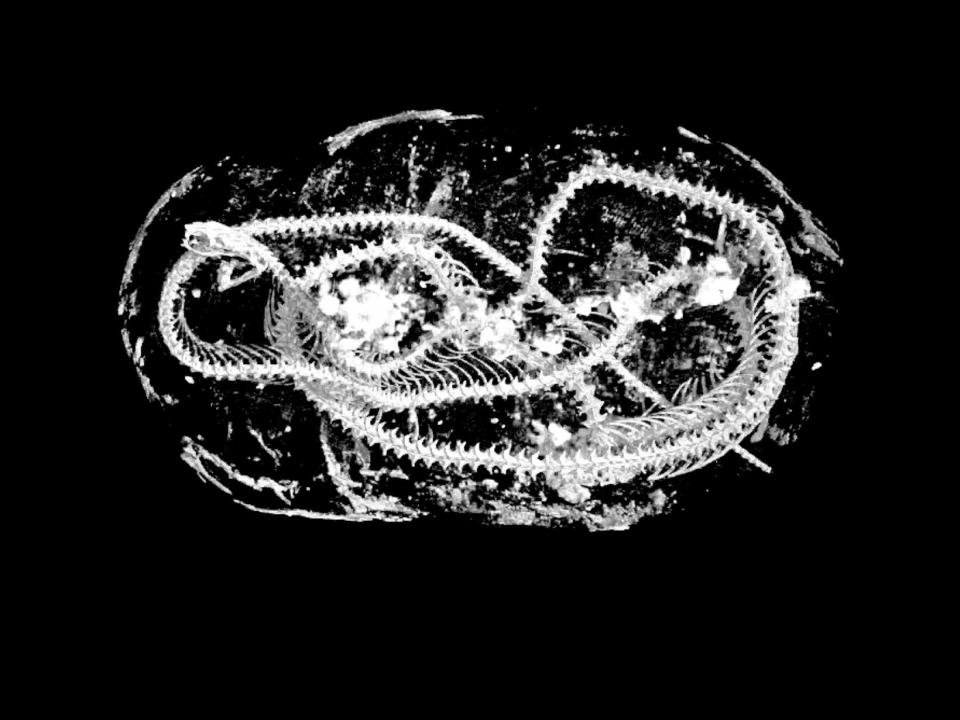 x-ray scan snake