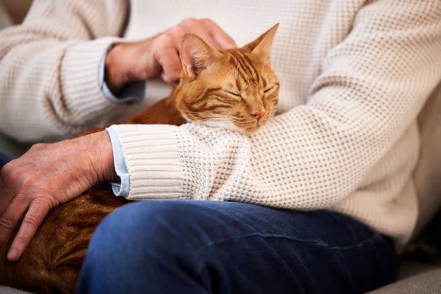 This cat seems to be enjoying human company, for now. (Photo: PeopleImages via Getty Images)