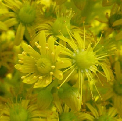 <em>Aeonium undulatum</em>, un endemismo de Gran Canaria, es una especie dicógama en la que existe una separación temporal en la maduración de los sexos dentro de la misma flor o de la misma planta. <a href="https://commons.wikimedia.org/wiki/File:Aeonium_protandry.jpg" rel="nofollow noopener" target="_blank" data-ylk="slk:Nadiatalent / Wikimedia Commons;elm:context_link;itc:0;sec:content-canvas" class="link ">Nadiatalent / Wikimedia Commons</a>, <a href="http://creativecommons.org/licenses/by/4.0/" rel="nofollow noopener" target="_blank" data-ylk="slk:CC BY;elm:context_link;itc:0;sec:content-canvas" class="link ">CC BY</a>