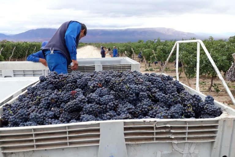 A la vid y el mosto, que tributaban $3 por cada dólar exportado, ahora se les aplicó una alícuota de 4,5%