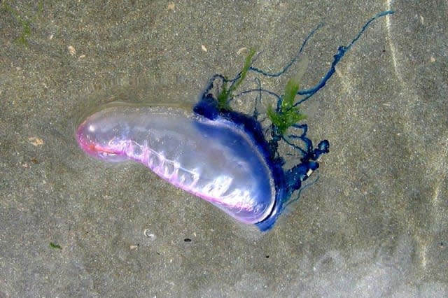 Marine Conservation Society warn against Portuguese Man-of-War washing up on UK beaches