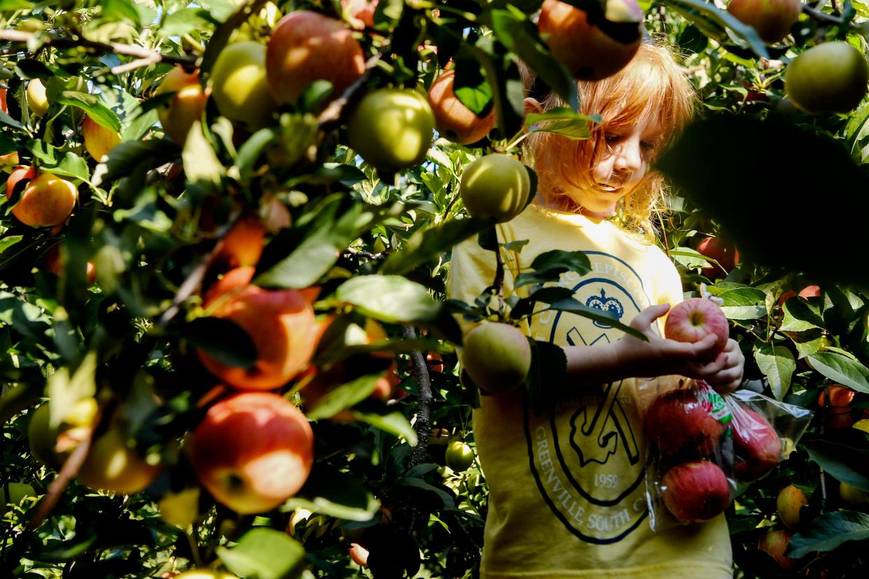 Cordelia Briggs looks at a gala apple she plucked from a tree at Sky Top Orchard in Flat Rock September 12, 2019.