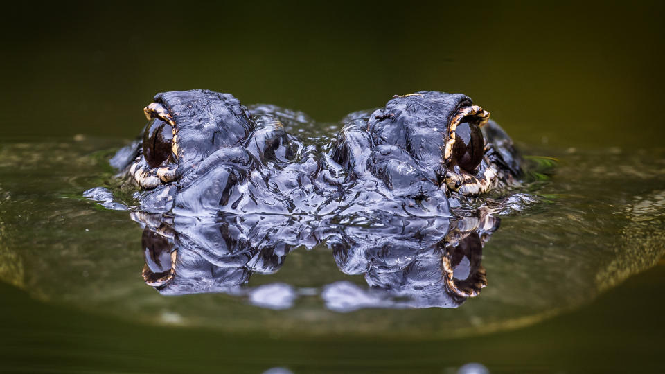 An alligator's eyes peeking out of the water