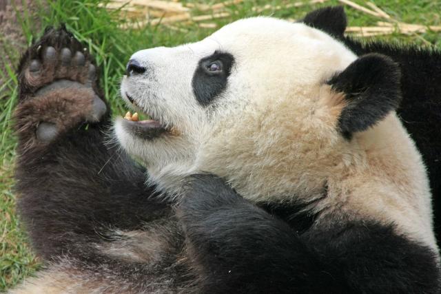 Bamboo Snacks and Other Giant Panda Bear Facts