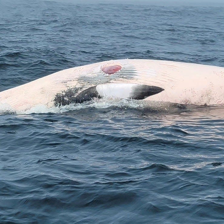 Researchers are reminding visitors to the Massachusetts coastline to review shark safety guidelines after two marine mammals were seen with fresh bite marks off Chatham and Plymouth. One was a deceased minke whale, shown in the photo, spotted on May 21 off Chatham with a white shark bite, reported by Pythias Sportfishing.