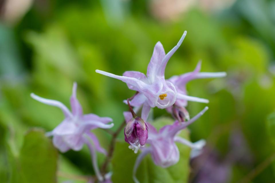 best shade perennials epimedium