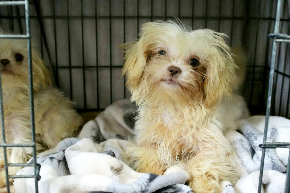 The RSPCA is appealing for help to home multiple dogs who were rescued from “terrible conditions” at a house in Devon three months ago.  See SWNS story SWLNdogs.  Last October, it was reported how 96 Shih-Tzus were removed from a breeders home in 
