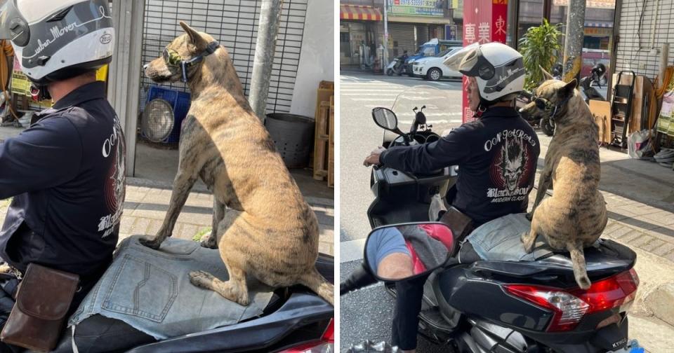 <p>A ‘cool’ Formosan mountain dog was spotted riding on the back of a scooter in Taichung. (Photo courtesy of Diego Gonzalez)</p>
