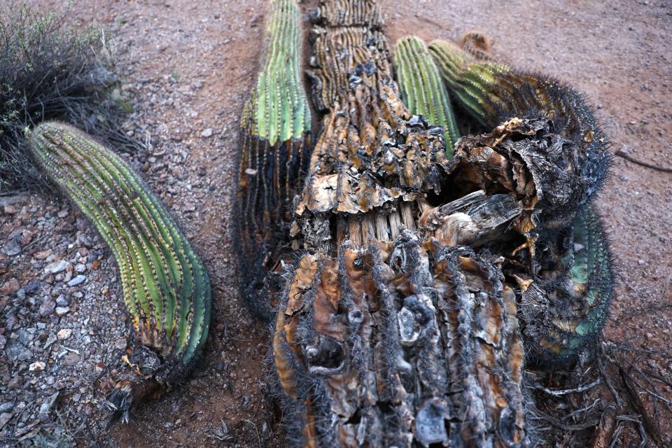 A fallen saguaro cactus decays in the Sonoran Desert on October 8, 2022 near Apache Junction, Arizona.