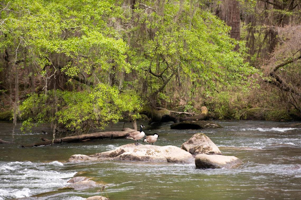 Birds perch on a rock visible from Boyd Island, a new park at the confluence of the Broad and Saluda Rivers on Thursday March 24, 2022.