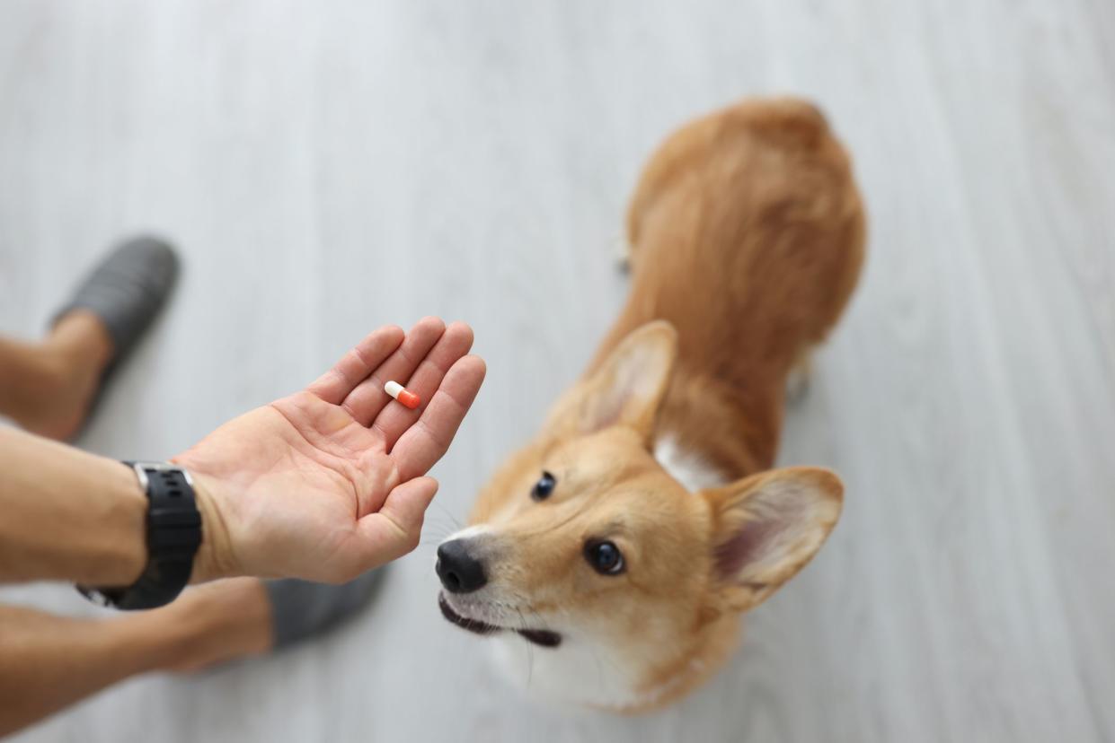 Owner hands medical capsule to small dog. Animal medication concept