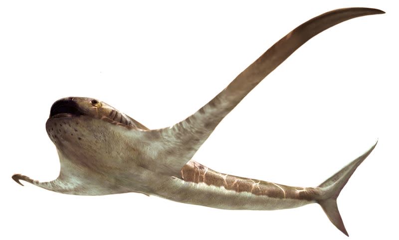 The life reconstruction of the unusual shark Aquilolamna milarcae is seen in this undated handout image